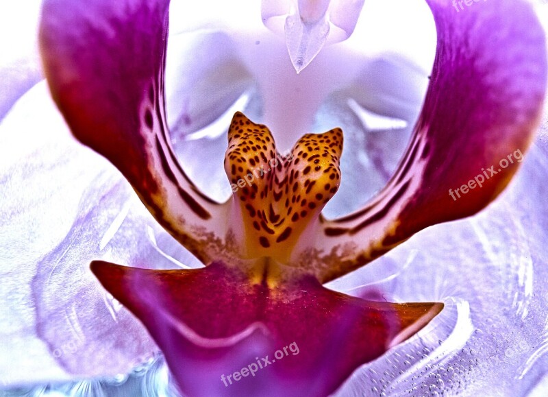 Orchid Blossoms Blossom Bloom Exotin