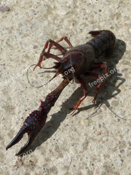 American Crab Crayfish Clip Crustacean Montsant