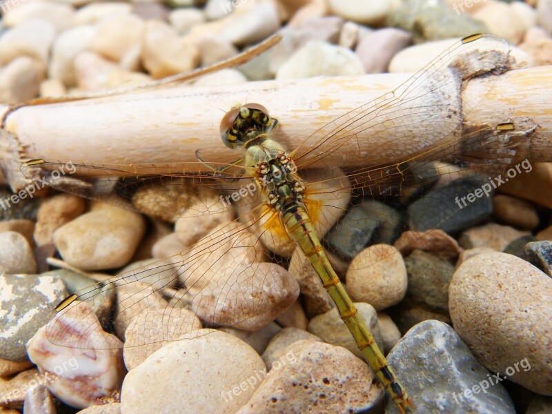 Dragonfly Yellow Dragonfly Cane Libellulidae Libelulido