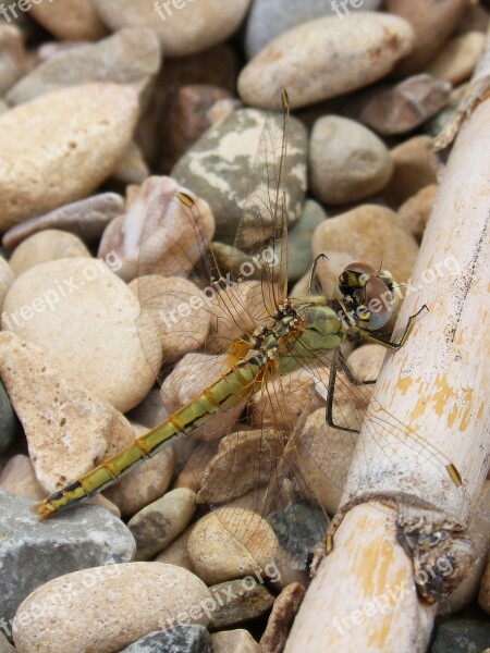 Dragonfly Yellow Dragonfly Cane Libellulidae Libelulido