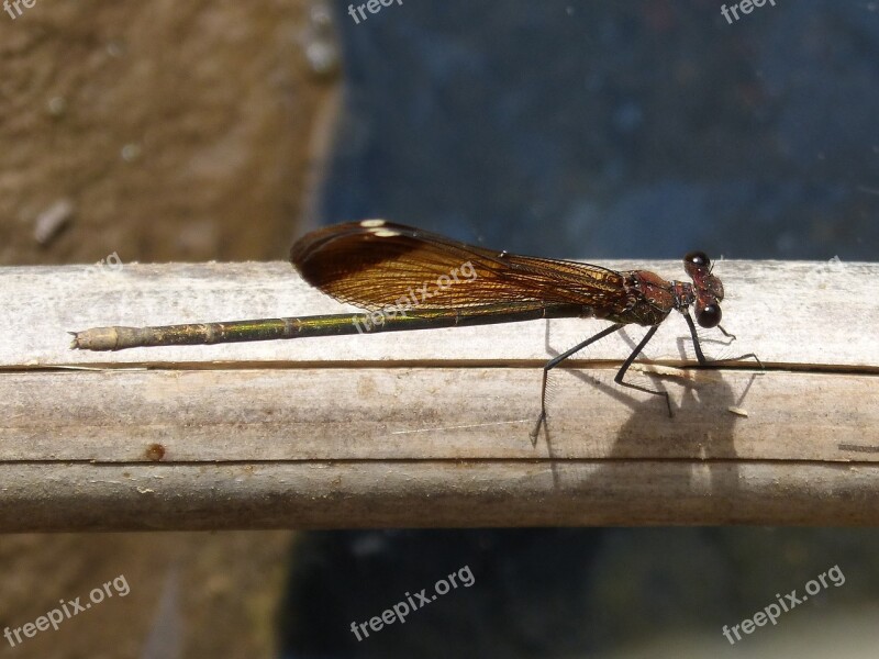 Black Dragonfly Cane Wetland Iridescent Winged Insect