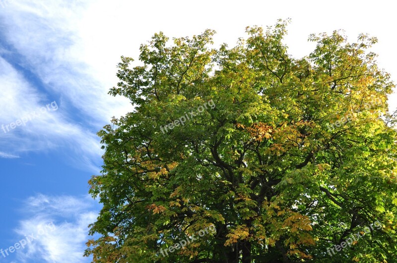 Scotland St Andrews Autumn Nature Tree