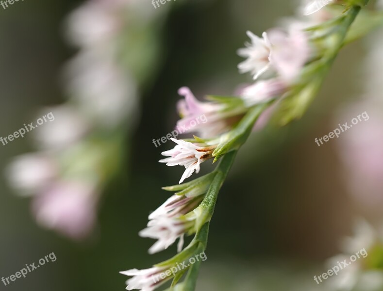 Flowers Macro Blossom Dof Blooming