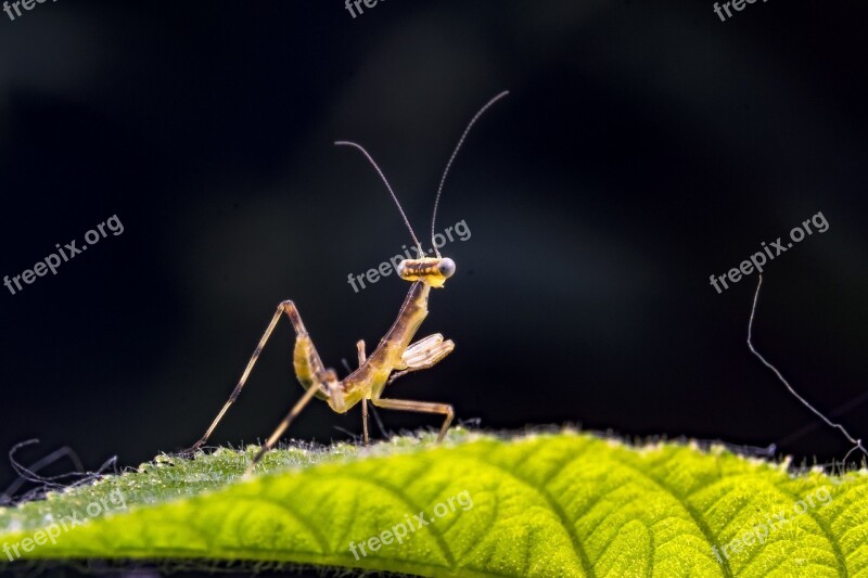 Small Mantis Insect Macro Properties