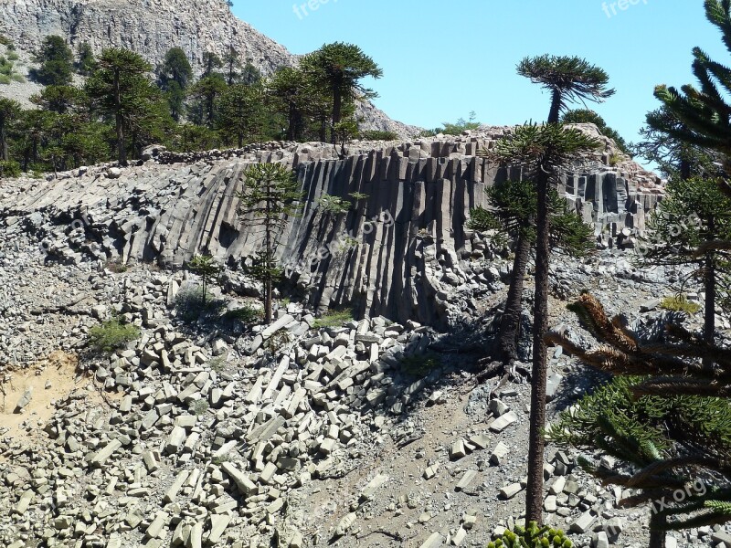 Basalt Columns Araucaria Trees Andes Patagonia