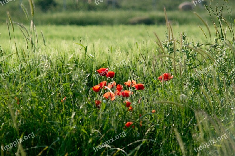 Flowers Grass Red Green Nature