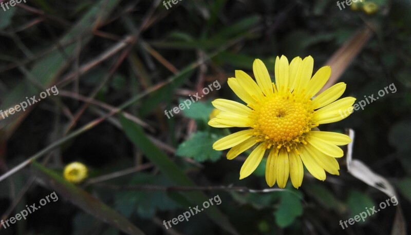 Daisy Little Flower Plant Free Photos