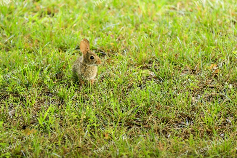 Bunny Rabbit Nature Grass Wildlife