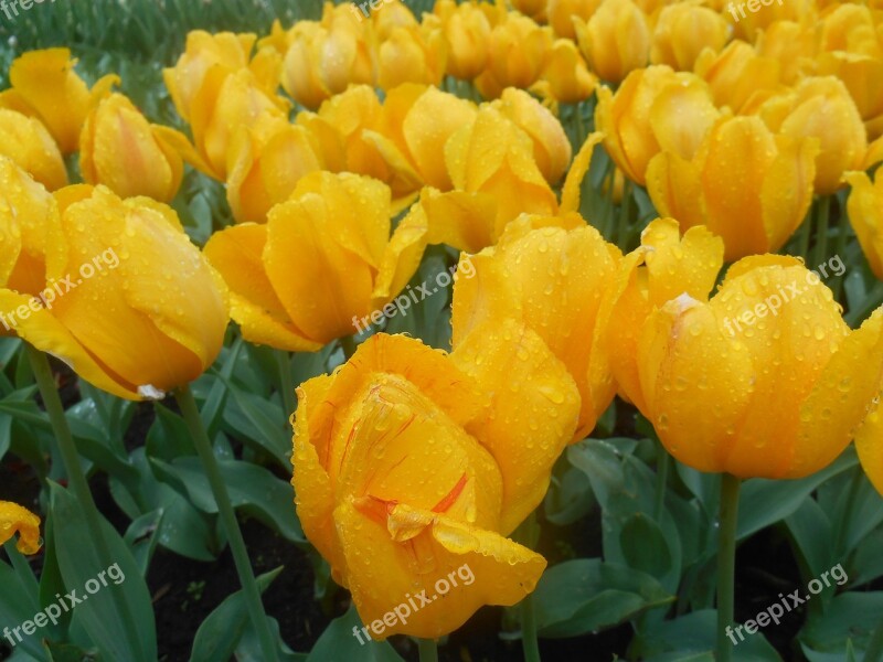 Flowers Spring Yellow Flowers Yellow Tulip Free Photos