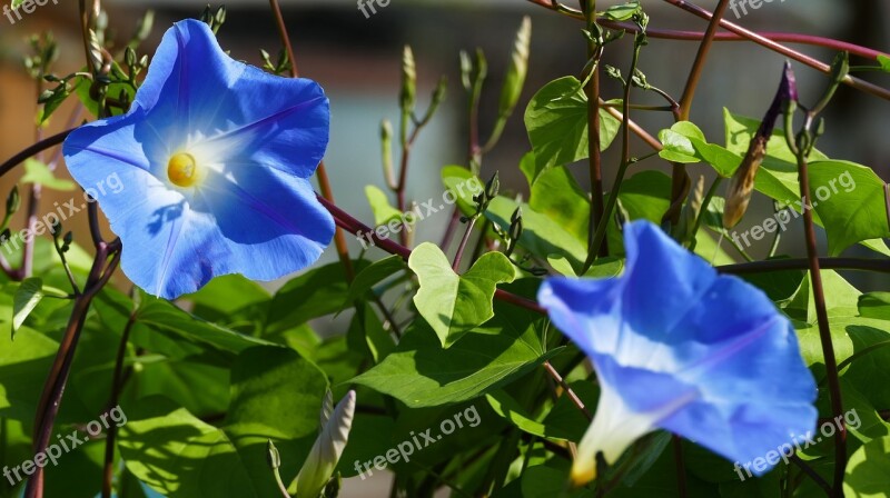 Nature Garden Ipomoea Hederacea Morning Glory Creeper