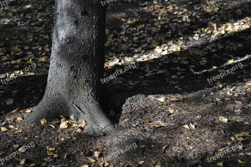 Forest Spruce Trunk Needle Soil