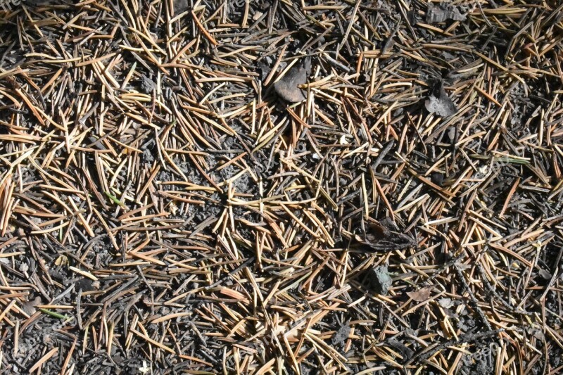 Needle Pine Spruce Foliage Leaves