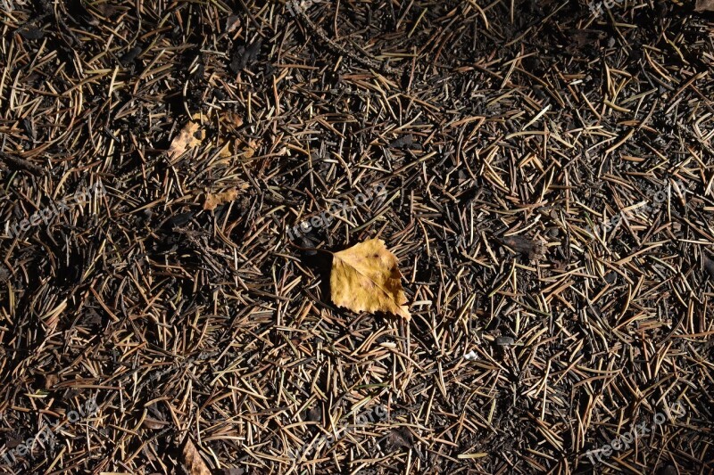 Needle Pine Spruce Foliage Leaves