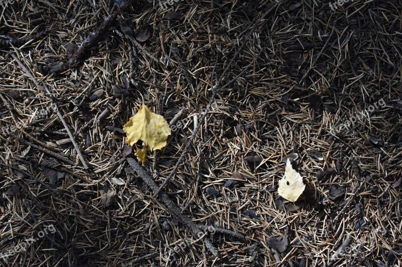 Needle Pine Spruce Foliage Leaves