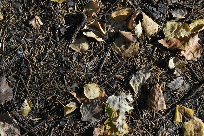 Foliage Leaves Fallen Background Texture