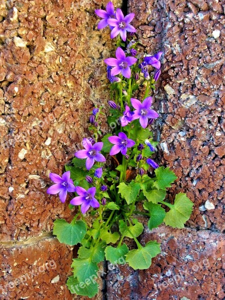 Bluebells Purple Wall Garden Violet