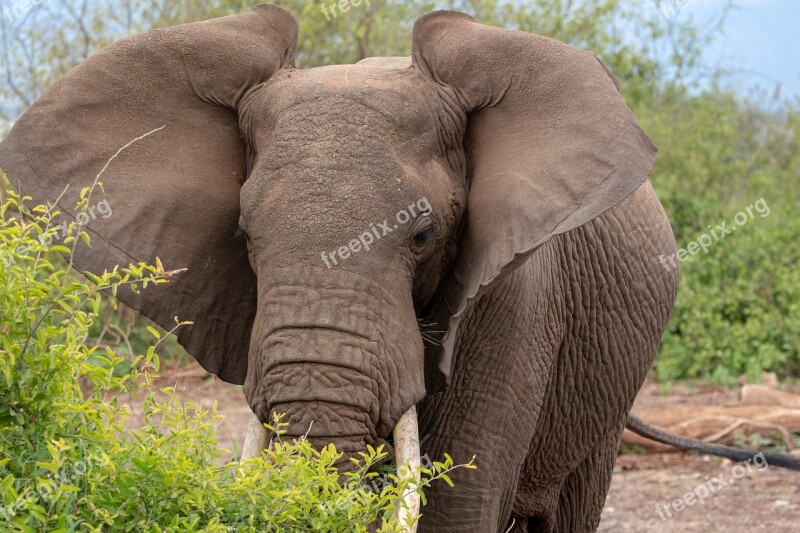 Elephant Ears Serengeti Africa Free Photos