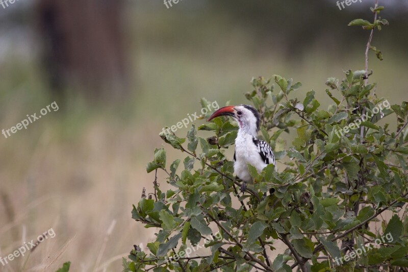 Bird Large Beak Tanzania Free Photos