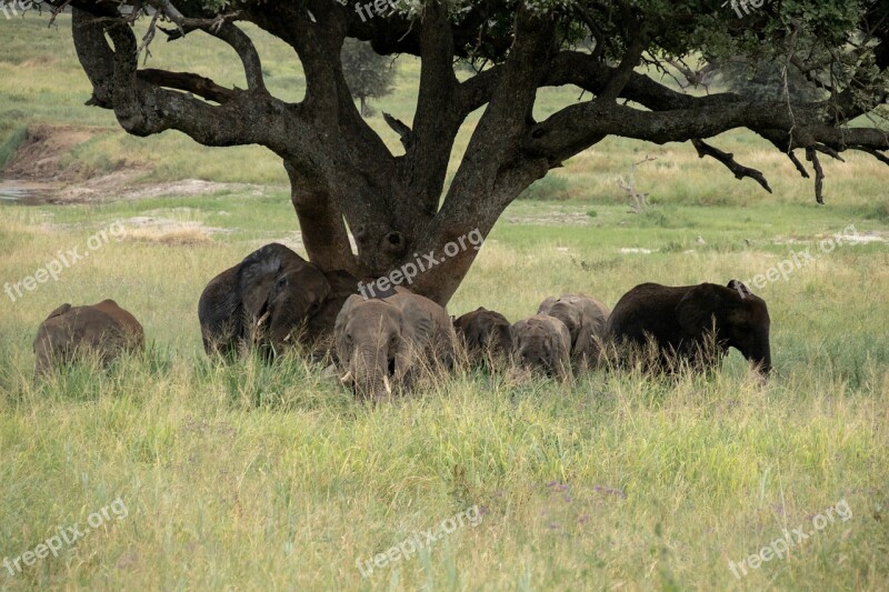 Elephant Tree Serengeti Free Photos