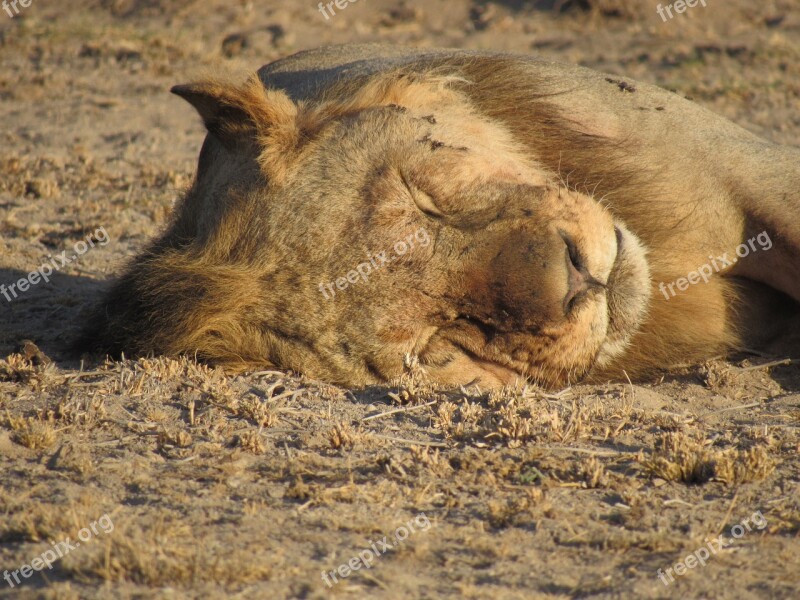 Safari Wildlife Animal Lion Sleep