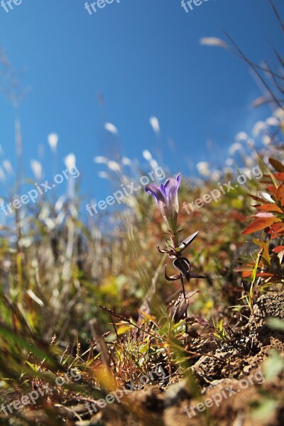 Forest Nature Environment Gentian Ecology