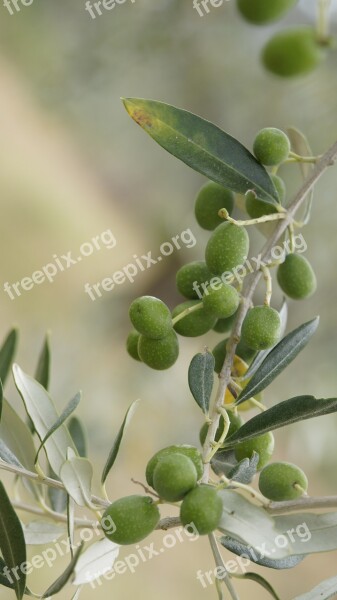 The Olives The Olive Tree Olive Grove Tuscany Italy