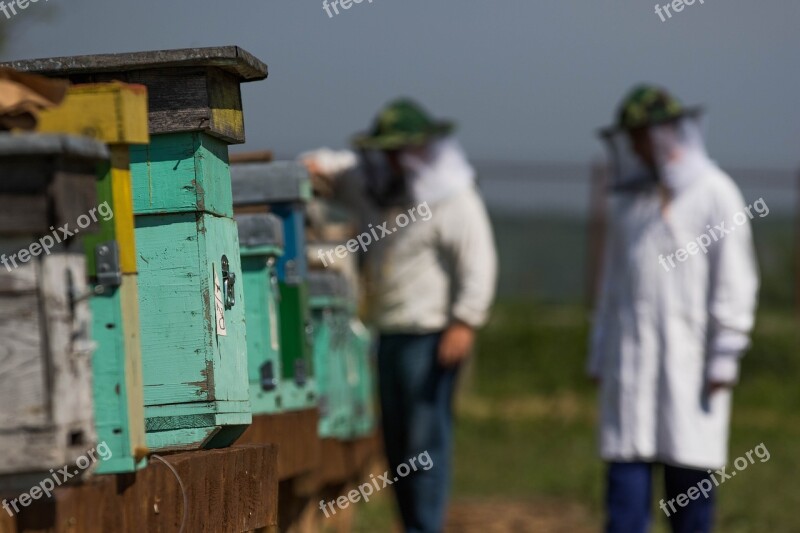 The Hive Bee Honey Beekeeper Free Photos