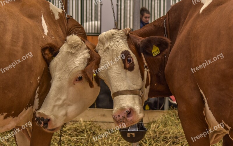 Cow Girlfriend Animals However Trust