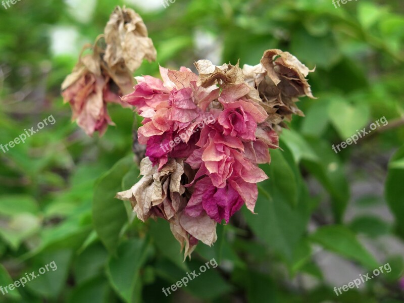 Glosbe On Glosbe Flowers Flower Tree Paper Flowers Dried Flower