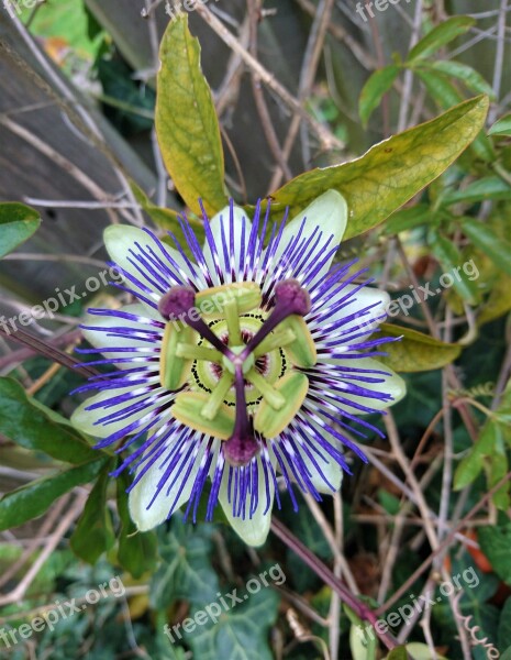 Passion Fruit Passion Flower Pretty Flower Flower Blossom