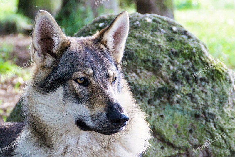 Wolf Dog Nature Zoo Free Photos