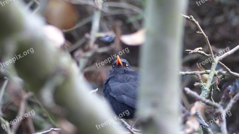 Blackbird Bird Animal Nature Free Photos