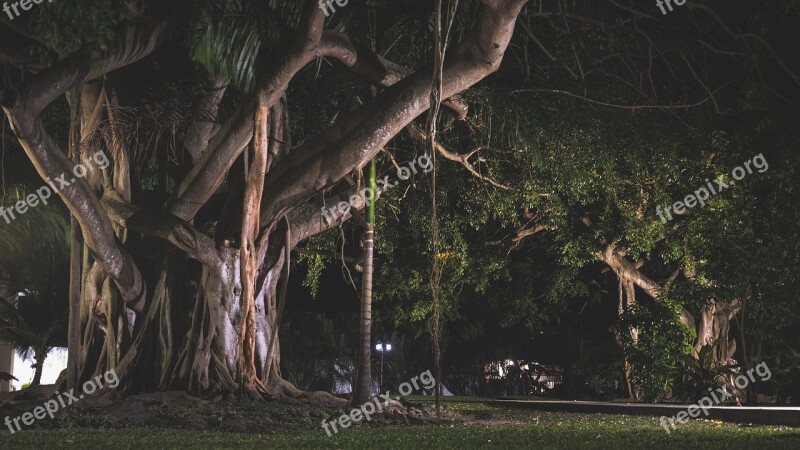 Tree Intertwine Nature Twisted Trunk