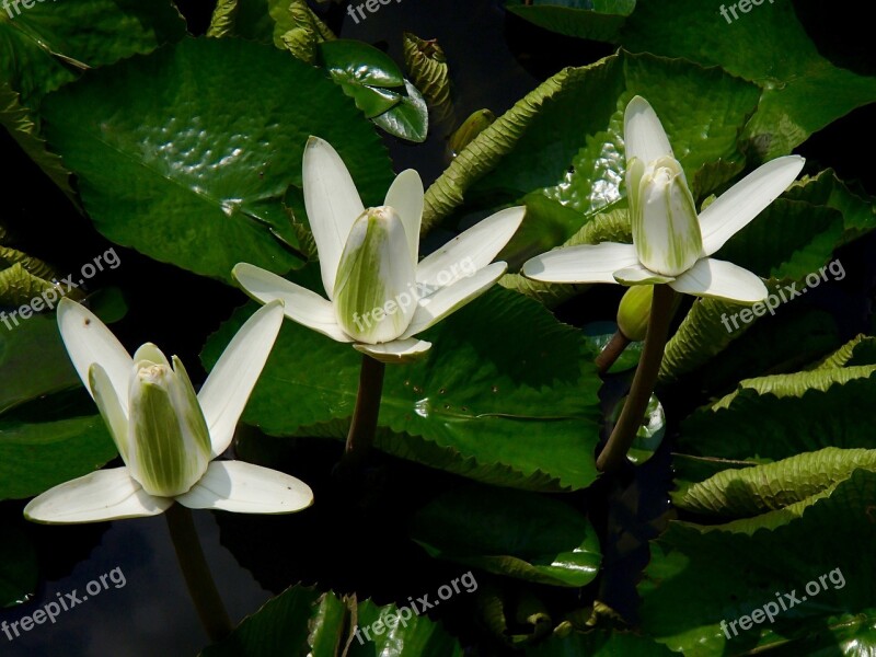 White Lilly White Lill Lily Flower