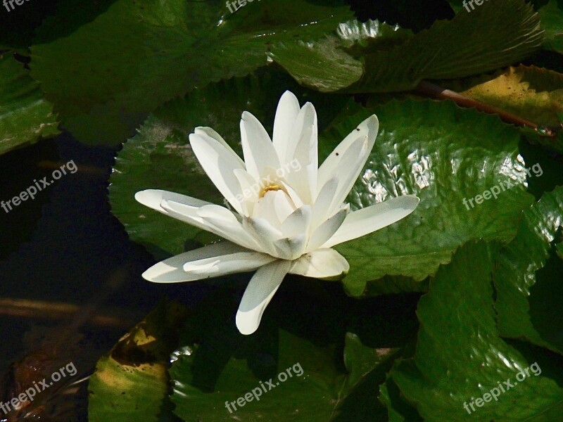 White Lilly Lilly White Free Photos