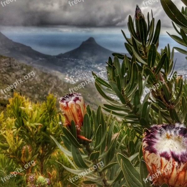 Protea Lions Head Cape Town