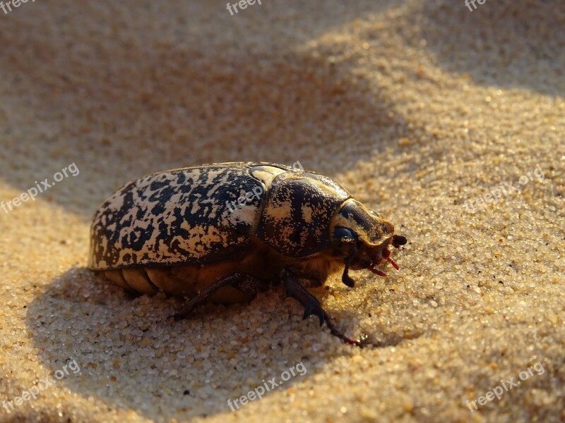 Insect Sand Beach Summer Scarab