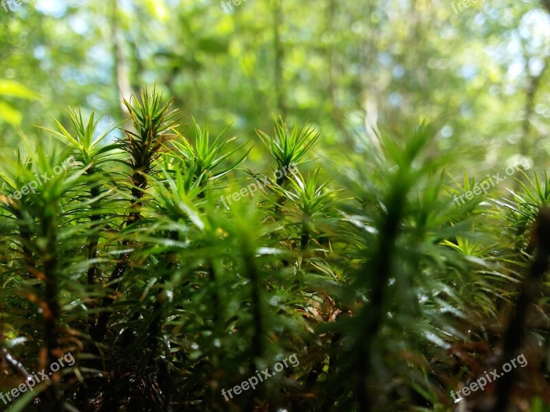 Vegetation Nature Green Thorn Botanist