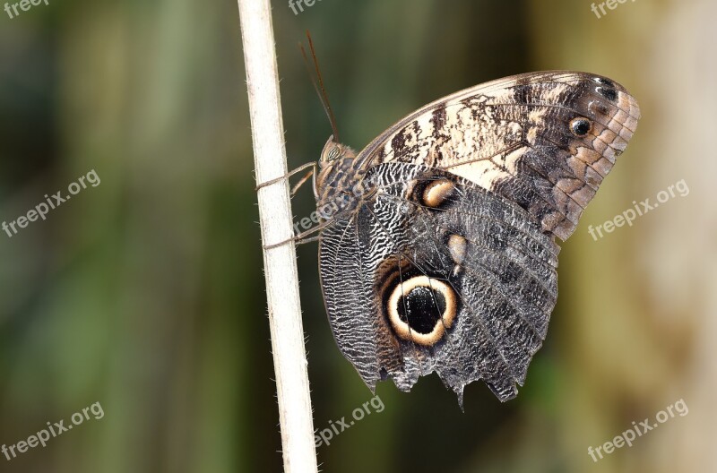 Butterfly Kelebek Doga Nature Wallpaper