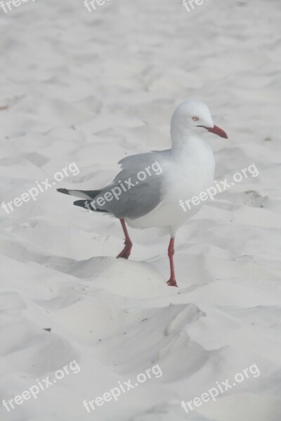 Seagull Beach Whitsundays Vacations Free Photos