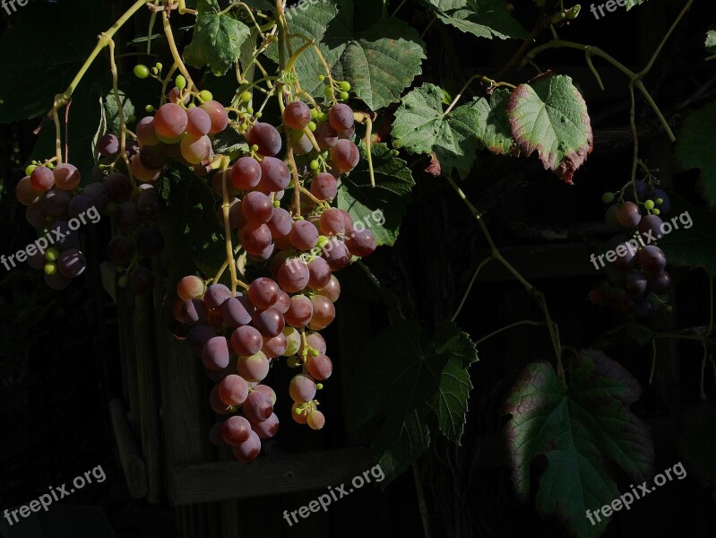 Garden Grapes Ripe Read Winemaker