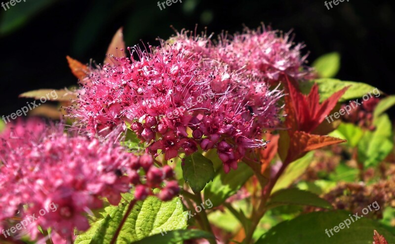 Flower Pęcherznica Pink Flowering Nature