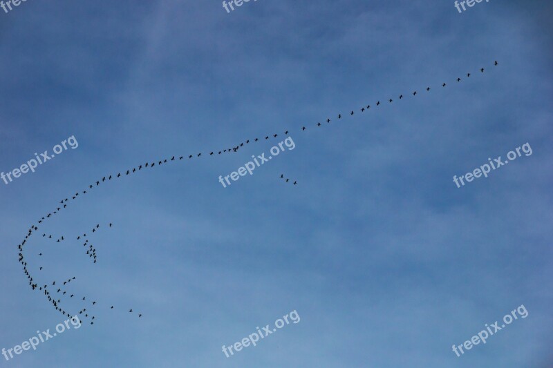 Migratory Birds Swarm Geese Flying Nature