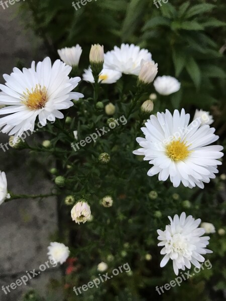 White Aster Autumn Flower White Asters Flowers