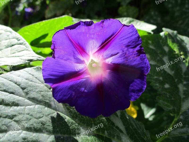 Morning Glory Purple Flower Violet Bloom