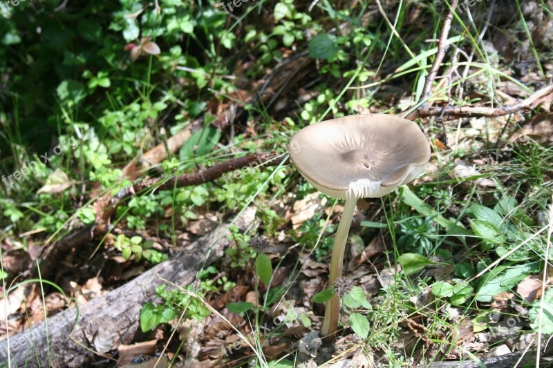 Wild Mushroom Nature Wild Fungus Free Photos