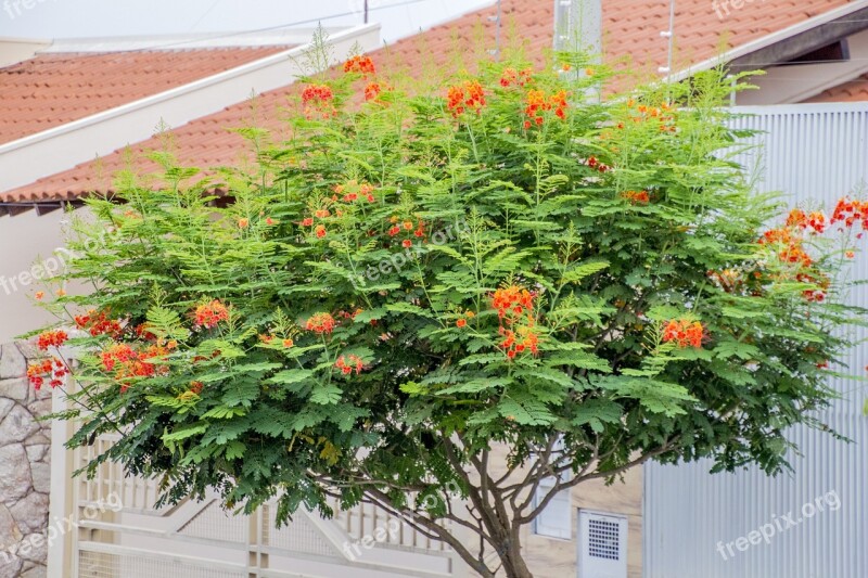 Flamboyant Flower Flowers Nature Plant