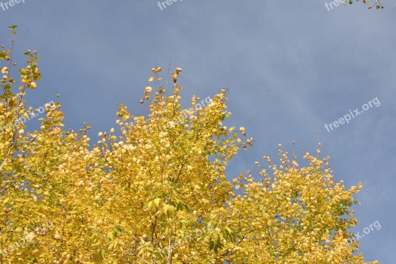 Autumn Leaves Yellow Sky Blue