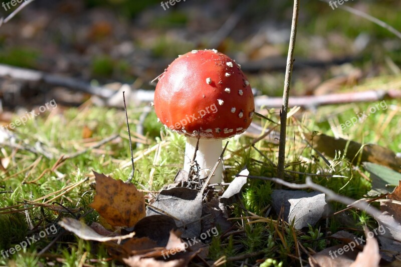 Forest Amanita Nature Red Mushroom