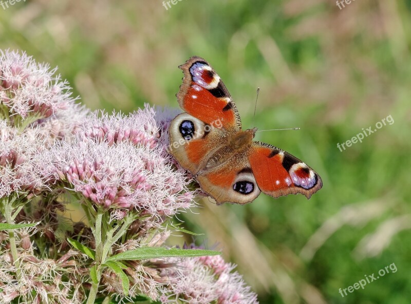 Butterfly Painted Peacock Red Butterfly Dots Peacock Eye